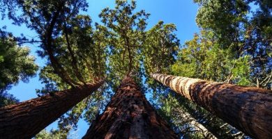 Madera Sequoia es la mas cara del mundo